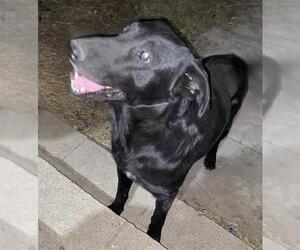 Labrador Retriever Dogs for adoption in San Antonio, TX, USA
