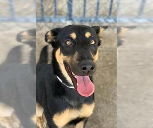 German Shepherd Dog-Unknown Mix Dogs for adoption in Riverside, CA, USA