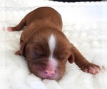 Puppy Puppy 1 Cavalier King Charles Spaniel