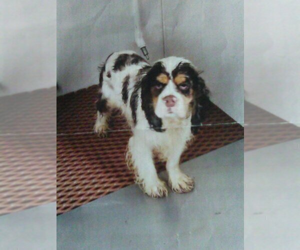 Medium Photo #1 Cockapoo Puppy For Sale in MIDDLEBURY, IN, USA
