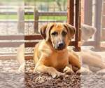 Small #1 Anatolian Shepherd-Black Mouth Cur Mix