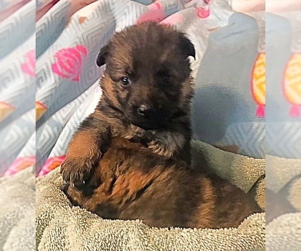 Medium Photo #3 German Shepherd Dog Puppy For Sale in CALDWELL, TX, USA