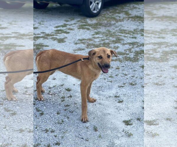 Medium Photo #4 Mutt Puppy For Sale in Woodbury, NY, USA