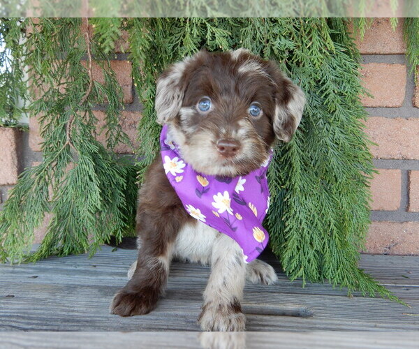 Medium Photo #3 Labradoodle Puppy For Sale in MILLERSBURG, OH, USA