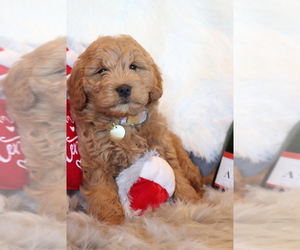 Goldendoodle Puppy for sale in ITASCA, TX, USA