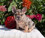 Small #1 French Bulldog