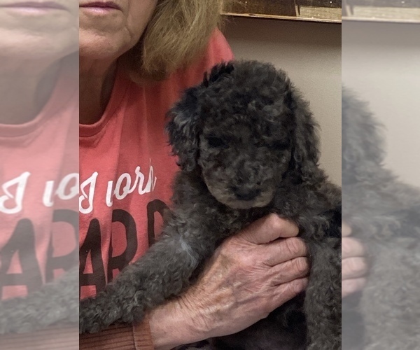 Medium Photo #6 Poodle (Standard) Puppy For Sale in DOOLIE, NC, USA