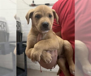 Mutt Dogs for adoption in San Bernardino, CA, USA
