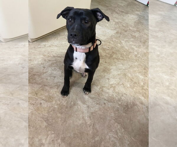 Medium Photo #2 American Pit Bull Terrier-American Staffordshire Terrier Mix Puppy For Sale in Chester, VA, USA