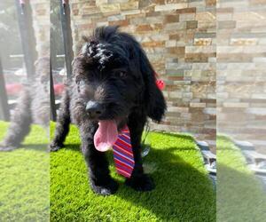 Goldendoodle Puppy for sale in KISSIMMEE, FL, USA