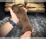 Small Photo #37 Dachshund Puppy For Sale in ROCKWALL, TX, USA