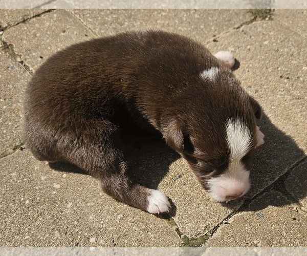 Medium Photo #6 Australian Shepherd Puppy For Sale in NELSON, VA, USA