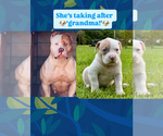 Small #5 American Bully