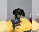 Small #1 Shih-Poo