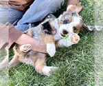 Small #5 Bernedoodle (Miniature)