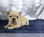 Small Photo #4 French Bulldog Puppy For Sale in ATHERTON, CA, USA