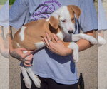 Small Photo #2 Border Collie-Collie Mix Puppy For Sale in Huntley, IL, USA