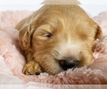 Small Photo #23 Goldendoodle Puppy For Sale in WOODLAND, AL, USA
