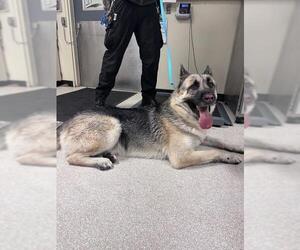 Akita-German Shepherd Dog Mix Dogs for adoption in Camarillo, CA, USA