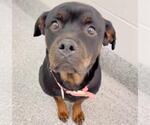 Small #2 Rottweiler