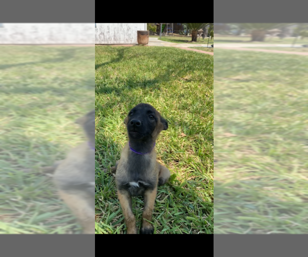 Medium Photo #1 Belgian Malinois Puppy For Sale in PALMHURST, TX, USA