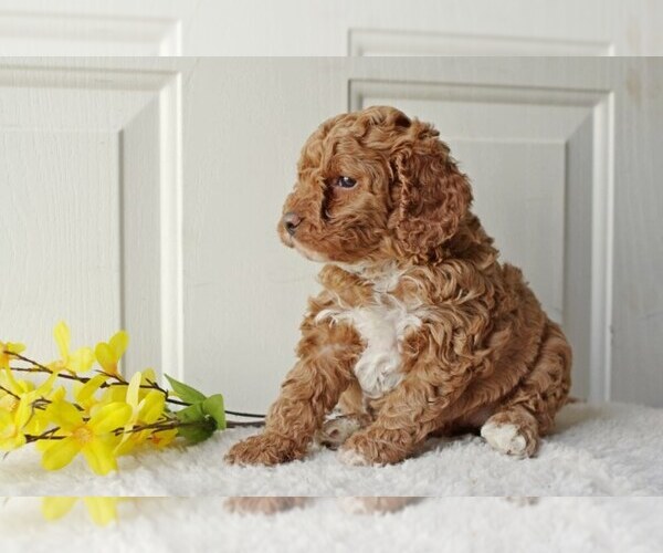 Medium Photo #3 English Cocker Spaniel-Poodle (Miniature) Mix Puppy For Sale in SALEM, MO, USA