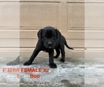 Puppy Female Boo Goldendoodle-Labrador Retriever Mix