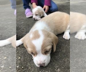 Beagle Puppy for sale in ANNISTON, AL, USA