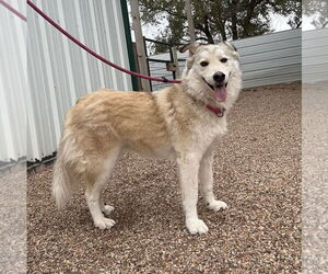 Siberian Husky-Unknown Mix Dogs for adoption in Grafton, WI, USA