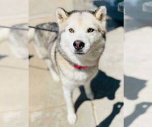 Medium Shiba Inu-Siberian Husky Mix