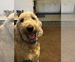 Small Photo #1 Goldendoodle Puppy For Sale in SATSUMA, FL, USA