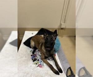 Mutt Dogs for adoption in Chula Vista, CA, USA