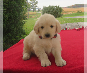 Golden Retriever Puppy for sale in SHILOH, OH, USA