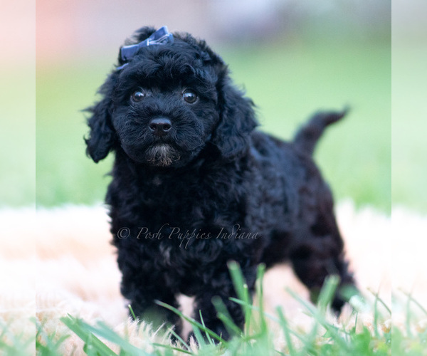 Medium Photo #49 Goldendoodle (Miniature) Puppy For Sale in WARSAW, IN, USA