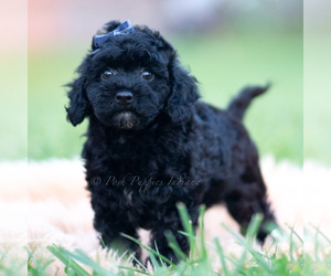 Medium Goldendoodle (Miniature)