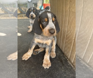 Bluetick Coonhound Puppy for Sale in PRINCETON, Louisiana USA
