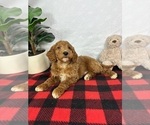 Small #2 Goldendoodle (Miniature)