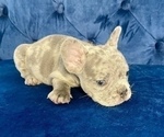 Small #1 French Bulldog