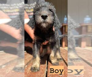 Greater Swiss Mountain Dog-Poodle (Standard) Mix Puppy for Sale in CHEHALIS, Washington USA