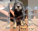 Puppy 1 Greater Swiss Mountain Dog-Poodle (Standard) Mix