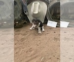 Small Photo #10 Wire Fox Terrier Puppy For Sale in DUNNING, NE, USA