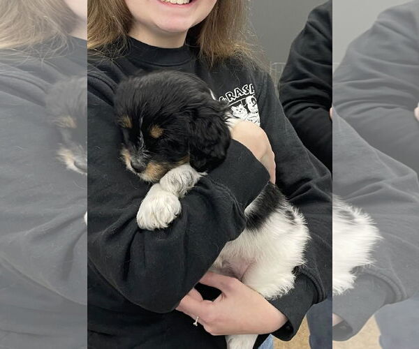 Medium Photo #3 Mutt Puppy For Sale in Rochester, NY, USA