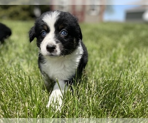 Australian Shepherd Puppy for sale in MOUNT PULASKI, IL, USA