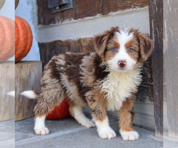 Medium Photo #3 Bernedoodle (Miniature) Puppy For Sale in NARVON, PA, USA