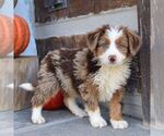 Bella - Female Bernedoodle (Miniature) Puppy for Sale - Photo #3
