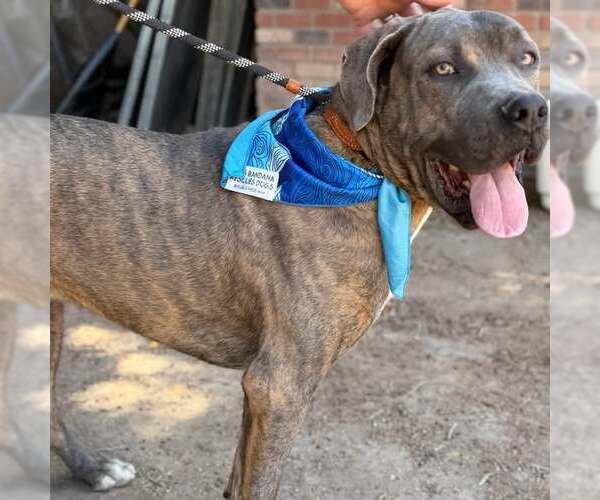 Medium Photo #2 Mastiff Puppy For Sale in Goodyear, AZ, USA