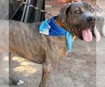 Small #1 Mastiff