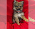 Small Photo #9 Pomeranian Puppy For Sale in PATERSON, NJ, USA