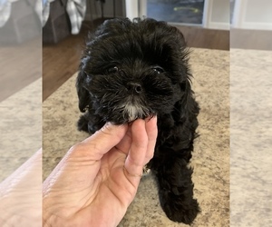 Poochin Puppy for sale in SPARTA, MO, USA