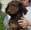 Small Photo #1 Aussiedoodle Puppy For Sale in CENTRAL POINT, OR, USA